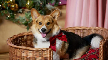 Reckless-Pictures-Press-The-corgi-trainer-from-Hallmark’s-A-Royal-Corgi-Christmas-tells-all